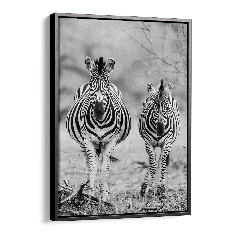 Black Floater STRIPED HORSE , ANIMAL PAINTINGS framed black-and-white zebra pair wall art