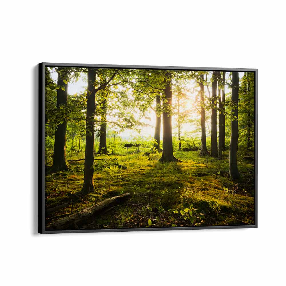 SUMMER IN THE WOODS BY STEFAN HEFELE , LANDSCAPE PHOTO PRINTS