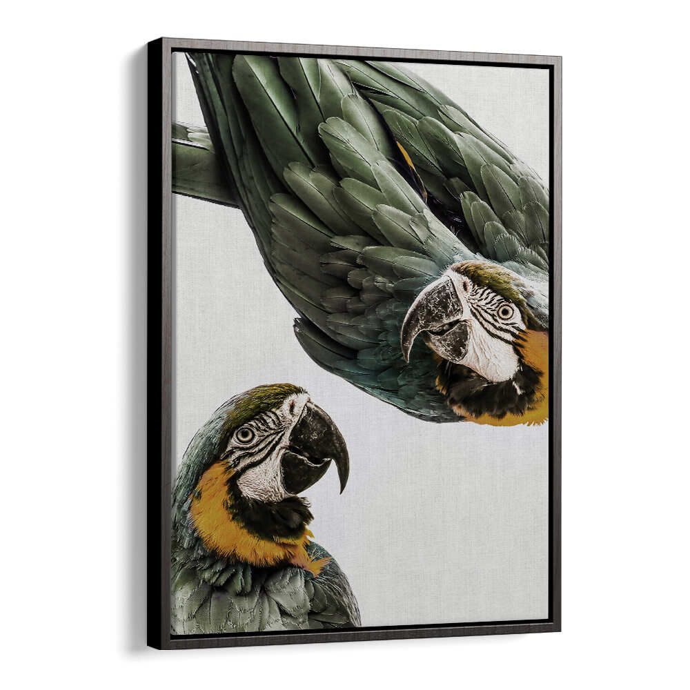 VIBRANT PARROT DUO , ANIMAL PAINTINGS canvas of two green-and-gold macaws, BlackFloater