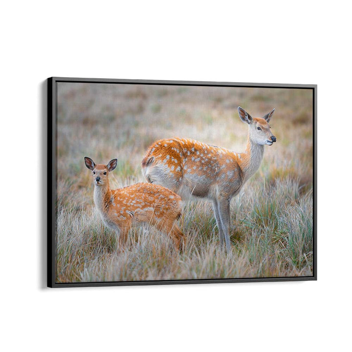 SIKA DEER BY SIMOON , LANDSCAPE PHOTO PRINTS