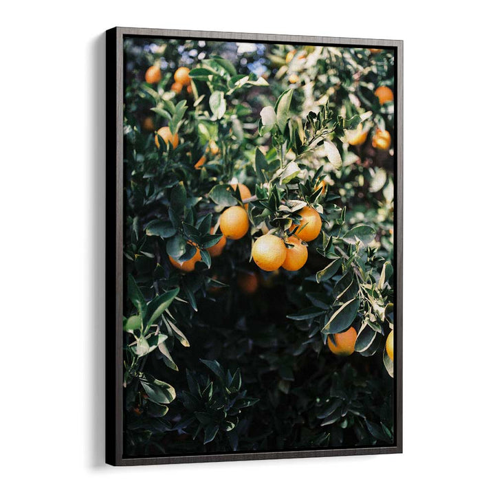 MARRAKESH ORANGES , PHOTOGRAPHY PRINTS