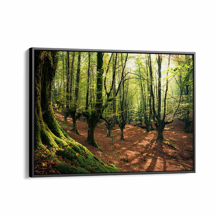 FOREST LOVE , LANDSCAPE PHOTO PRINTS