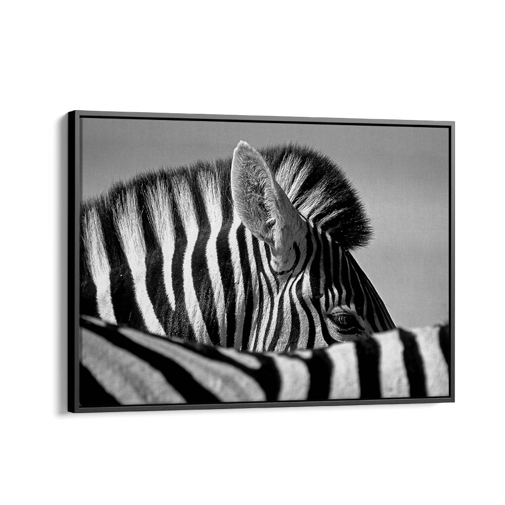 CURIOUS ZEBRA BY MARC PELISSIER , LANDSCAPE PHOTO PRINTS