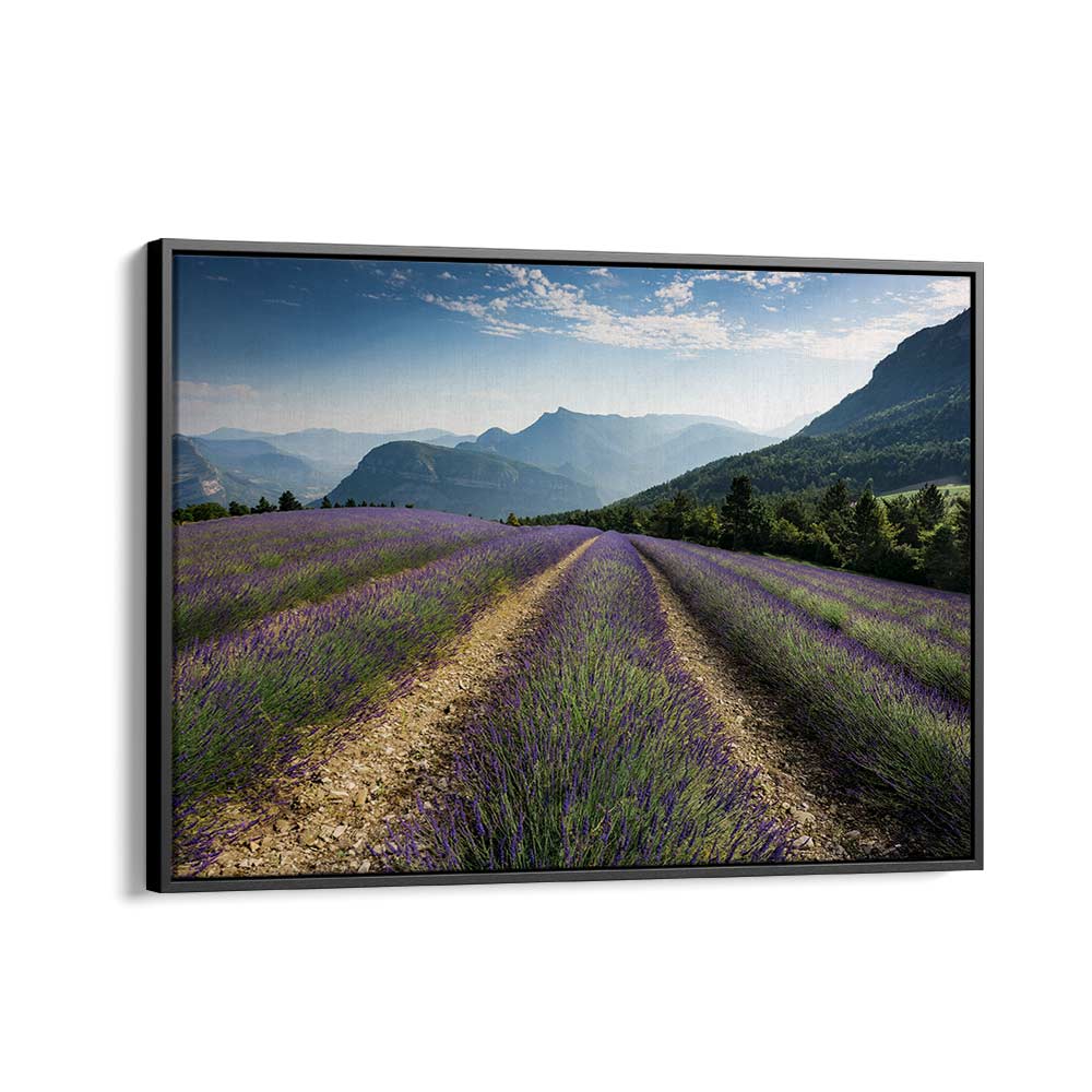 LAVENDER HILLS BY STEFAN HEFELE , LANDSCAPE PHOTO PRINTS