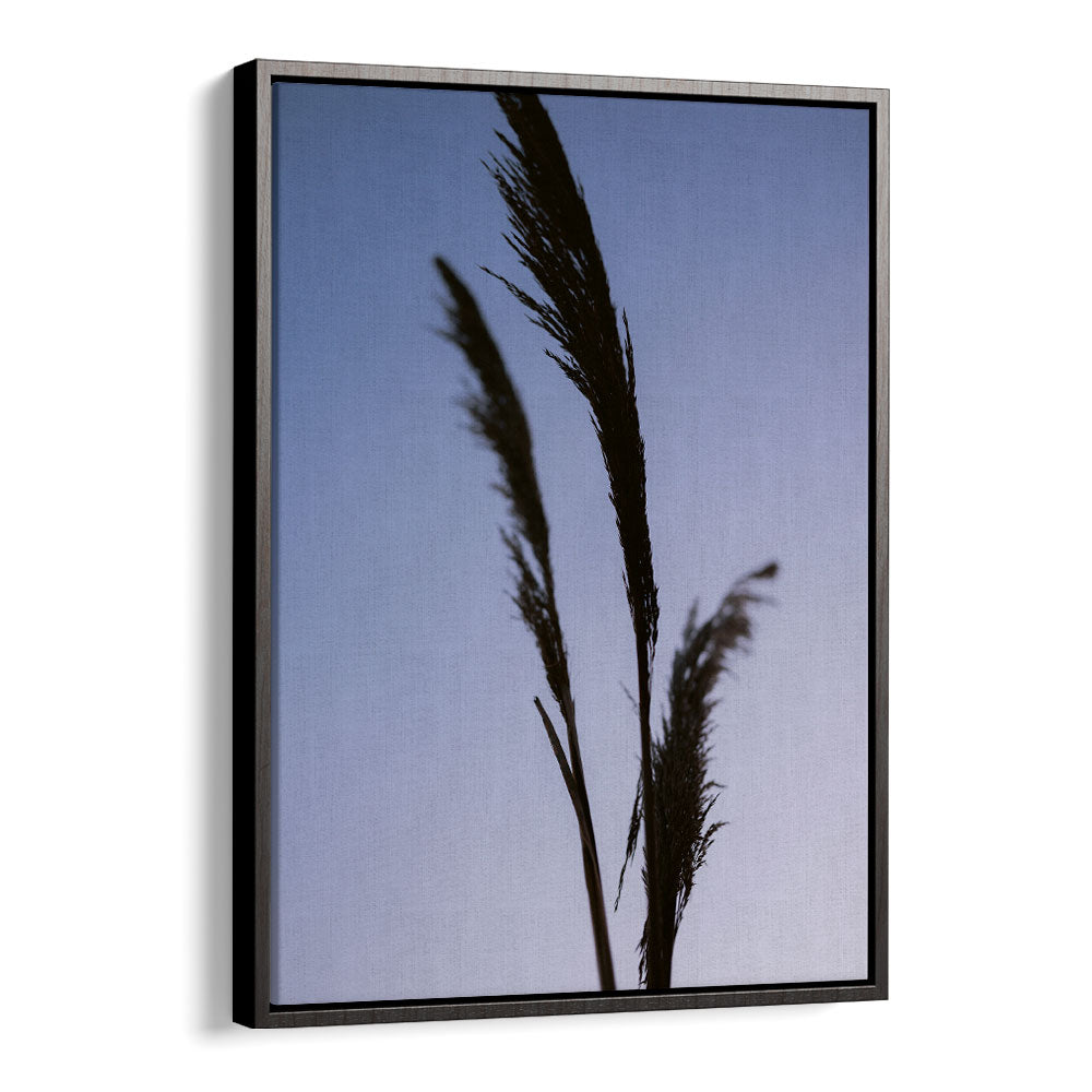 SHADES OF PURPLE , PHOTOGRAPHY PRINTS