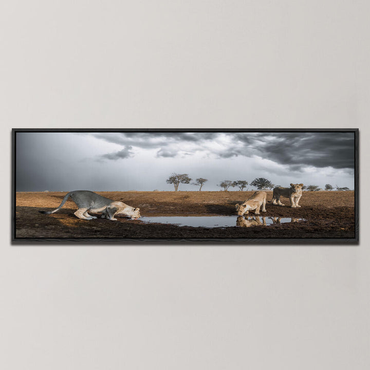 LIONS THIRST , PANORAMIC ART