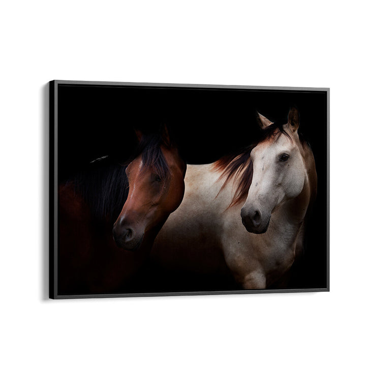 CAVALLI , PHOTOGRAPHY PRINTS
