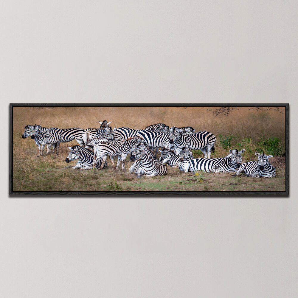 A DAZZLE OF ZEBRAS , PANORAMIC ART