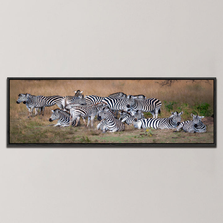 A DAZZLE OF ZEBRAS , PANORAMIC ART