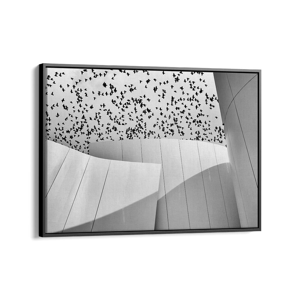 BIRDS , PHOTOGRAPHY PRINTS
