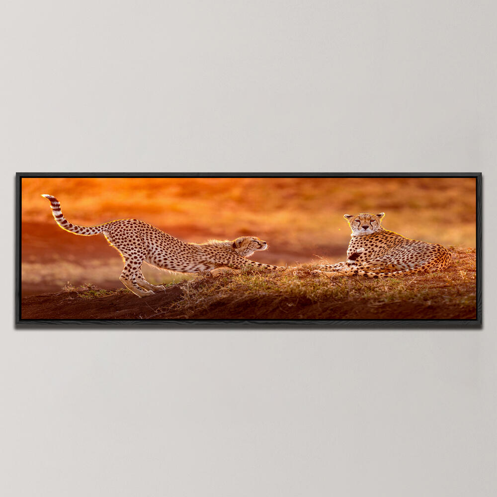 TWO CHEETAHS , PANORAMIC ART