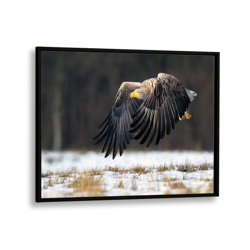 PHOTOGRAPHY painting - WHITE-TAILED EAGLE by Asianmonk