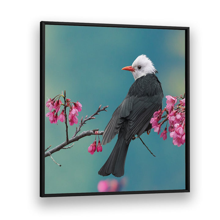 surreal painting - WHITE-HEADED BLACK BULBUL by Asianmonk