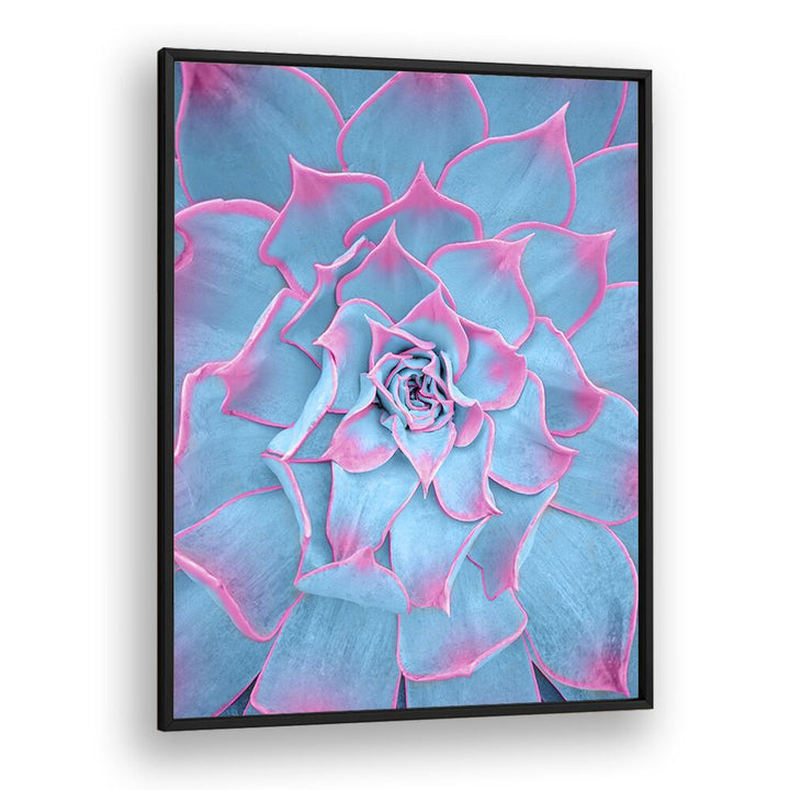 surreal painting - BLUE AND PINK SUCCULENT by Asianmonk