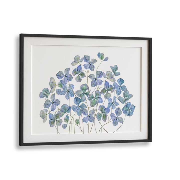 Lifelike HYDRANGEA, FLORAL FLOWER PAINTINGS, adding elegance and charm to any decor with vibrant colors.