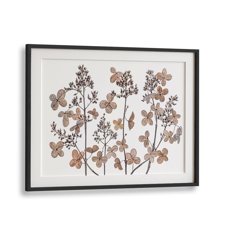 Elegant HYDRANGEA PANICULATA, FLORAL FLOWER PAINTINGS showcasing intricate flower details, perfect for any decor.