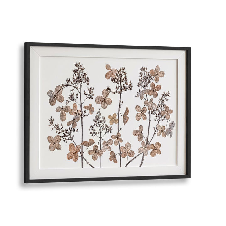 Elegant HYDRANGEA PANICULATA, FLORAL FLOWER PAINTINGS showcasing intricate flower details, perfect for any decor.