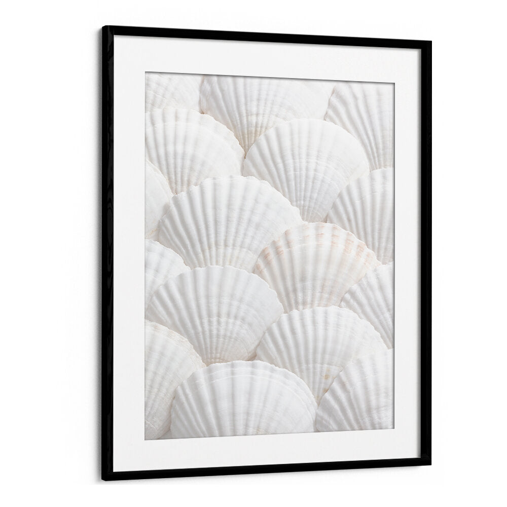SHELLS III, BEACH PAINTINGS showcase elegant white shells, perfect for creating a calming coastal atmosphere.