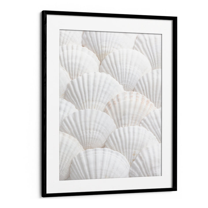SHELLS III, BEACH PAINTINGS showcase elegant white shells, perfect for creating a calming coastal atmosphere.