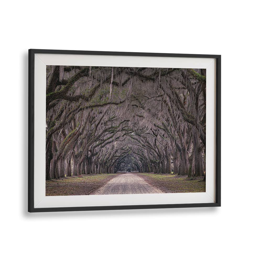 Experience the serene beauty of OAKS AVENUE, PHOTOGRAPHY PRINTS, showcasing a stunning tree-lined path.