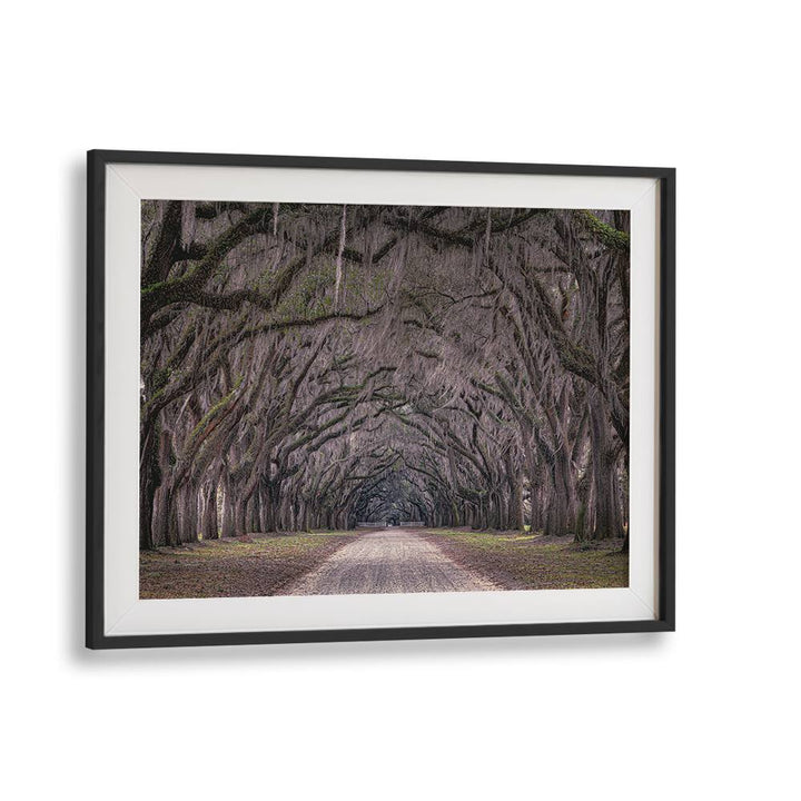 Experience the serene beauty of OAKS AVENUE, PHOTOGRAPHY PRINTS, showcasing a stunning tree-lined path.