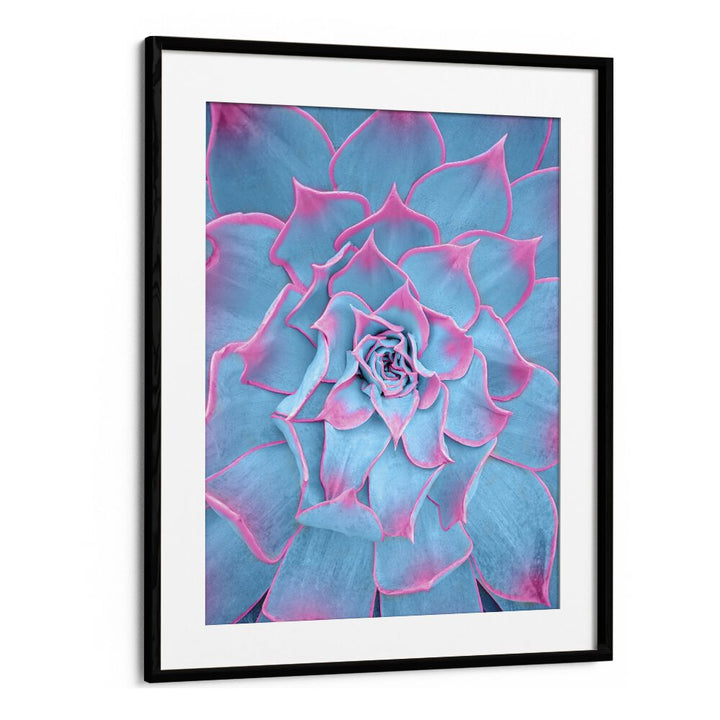 surreal painting - BLUE AND PINK SUCCULENT by Asianmonk