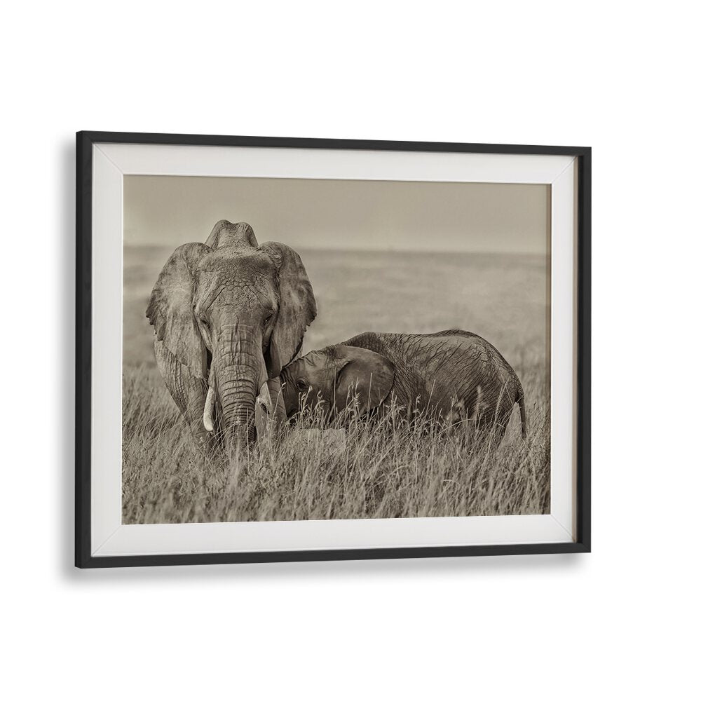 Elephants snuggling in the wild, perfect for your decor with our SNUGGLING, PHOTOGRAPHY PRINTS collection.