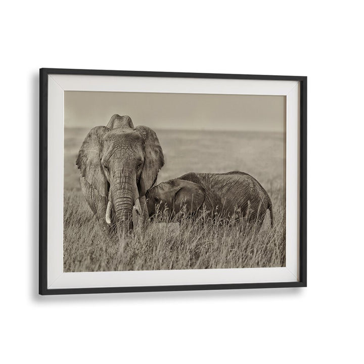 Elephants snuggling in the wild, perfect for your decor with our SNUGGLING, PHOTOGRAPHY PRINTS collection.