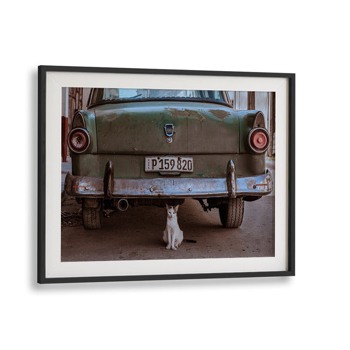 Cuban cat resting beneath a vintage car, showcasing urban life in Cuba, perfect for photography prints collection.