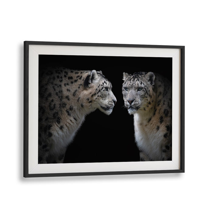 Stunning fine art photography print, "LIKE A MIRROR," showcasing two majestic snow leopards in a captivating pose.