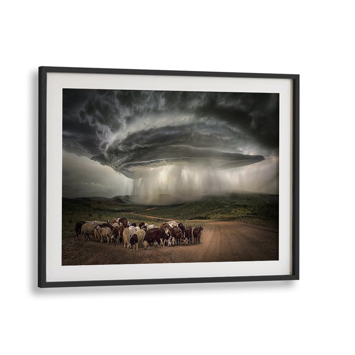 Stunning Namibia Rain photography prints capturing surreal storm clouds and cattle against a dramatic landscape.