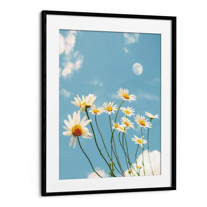 MAGICAL DAISIES BY GABOR ESTEFAN, STREET PHOTOGRAPHY ART PRINTS