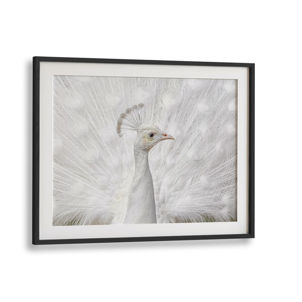 Elegant close-up of a white peacock showcasing the beauty of INMACULATE, PHOTOGRAPHY PRINTS by Fegari.