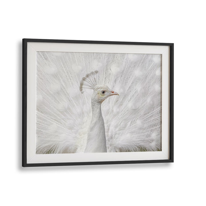 Elegant close-up of a white peacock showcasing the beauty of INMACULATE, PHOTOGRAPHY PRINTS by Fegari.