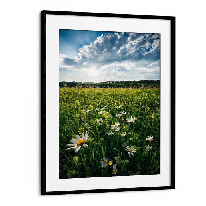 FLOWERING MEADOW BY STEFAN HEFELE , LANDSCAPE PHOTO PRINTS