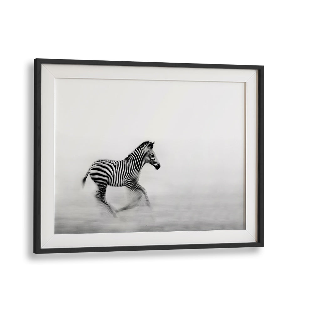 ZEBRA RUN, PHOTOGRAPHY PRINTS showcase a stunning zebra in motion, capturing nature's beauty in fine art.