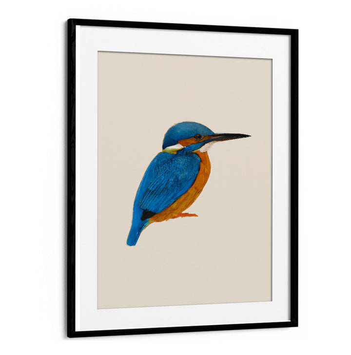 RAINFOREST REBEL , ANIMAL PAINTINGS featuring a vibrant blue and orange kingfisher bird in a sleek black frame by BlackMount.