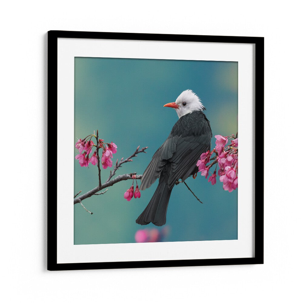 surreal painting - WHITE-HEADED BLACK BULBUL by Asianmonk