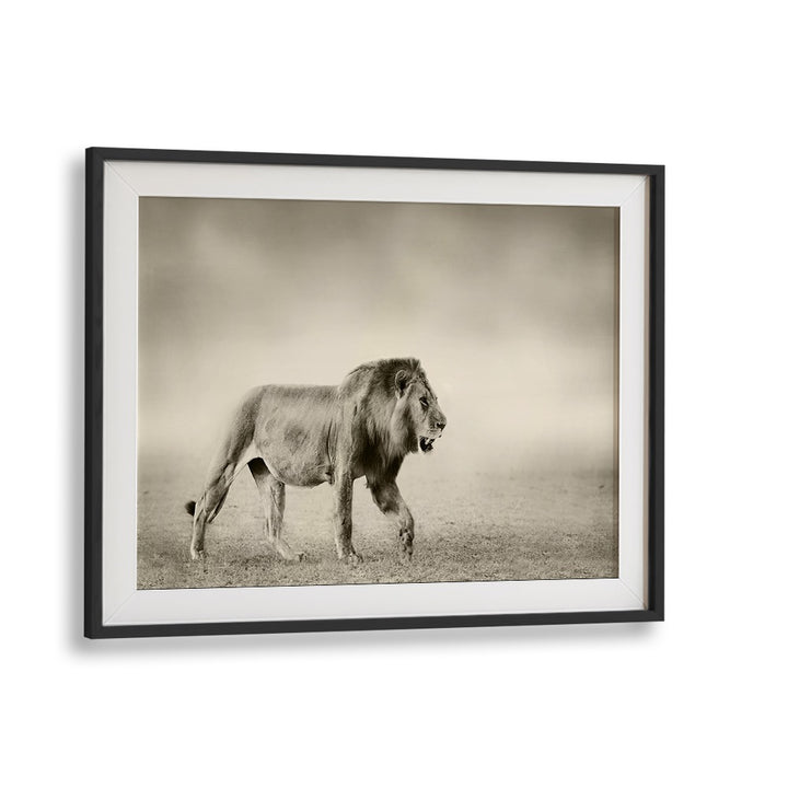Stunning lion artwork from THE WALK, PHOTOGRAPHY PRINTS captures wildlife's beauty in fine art photography.