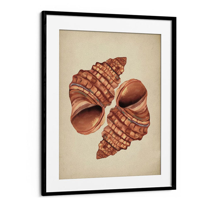 Seashell Vintage beach paintings showcase elegant artwork featuring beautifully detailed shells, perfect for coastal decor.