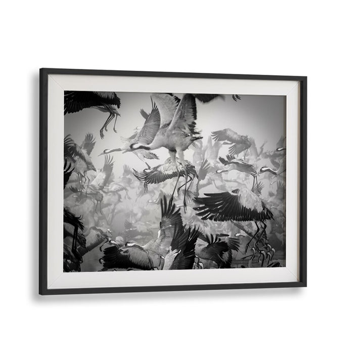 Dynamic chaos in flight captured in stunning black-and-white, perfect for your wall. Explore CHAOS, PHOTOGRAPHY PRINTS.