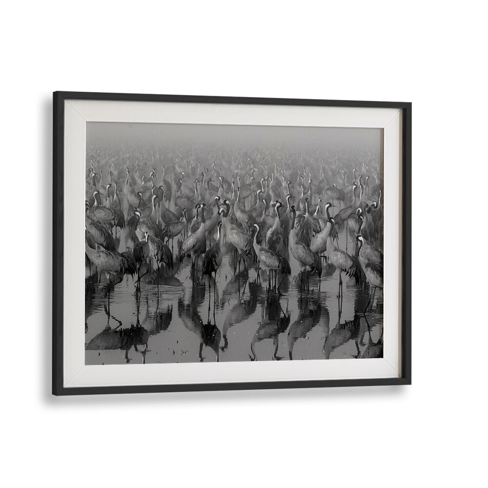 Elegant black and white CROSSPOINT, PHOTOGRAPHY PRINTS showcasing a flock of cranes in serene reflection.