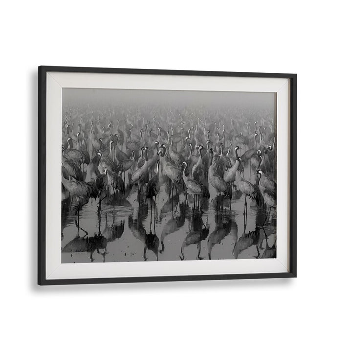 Elegant black and white CROSSPOINT, PHOTOGRAPHY PRINTS showcasing a flock of cranes in serene reflection.
