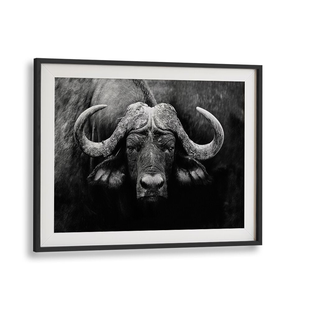 "The Stare, photography prints showcasing a powerful buffalo, perfect for wildlife art lovers."