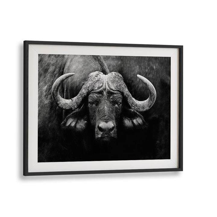 "The Stare, photography prints showcasing a powerful buffalo, perfect for wildlife art lovers."