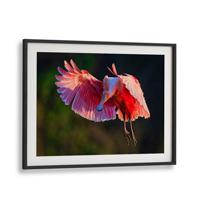 Vibrant ROSEATE SPOONBILL , PHOTOGRAPHY PRINTS showcasing the bird's elegance in a stunning landscape setting.