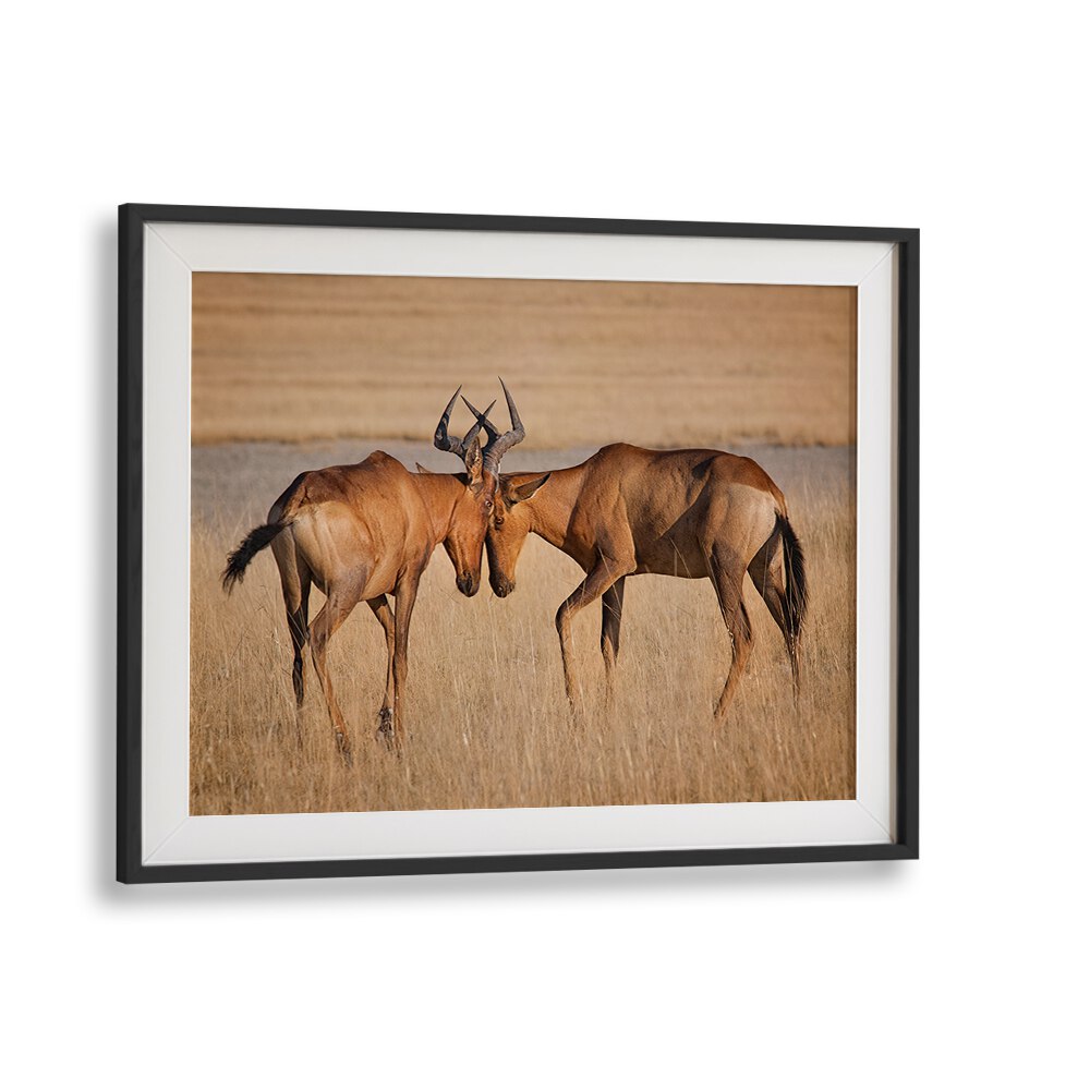 Majestic hartebeests in a natural setting, perfect for wildlife lovers. Explore HARTEBEESTS, PHOTOGRAPHY PRINTS today!
