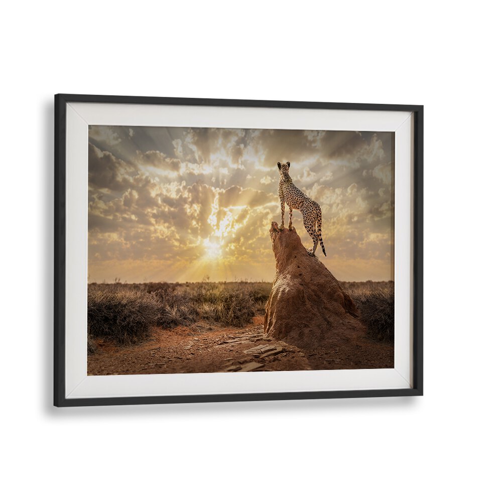 Stunning SUNDOWN CHEETAH, PHOTOGRAPHY PRINTS showcasing a cheetah silhouetted against a vibrant sunset backdrop.