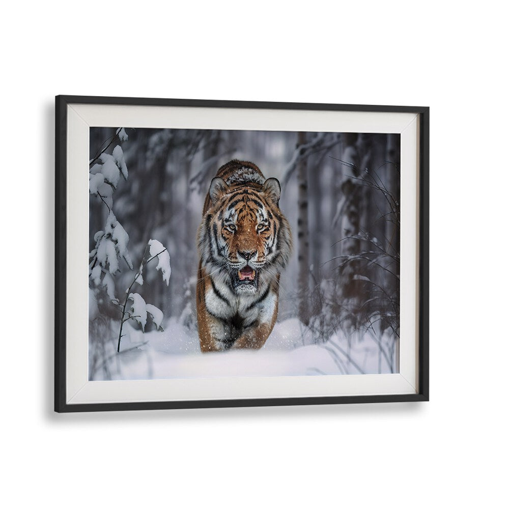 Majestic Snow Tiger in a snowy forest, featured in our exclusive SNOW TIGER, PHOTOGRAPHY PRINTS collection.