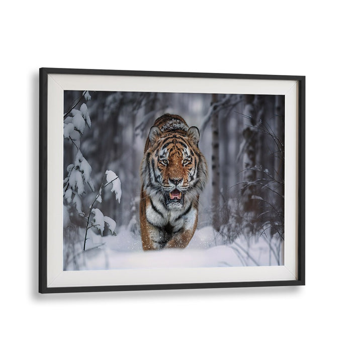 Majestic Snow Tiger in a snowy forest, featured in our exclusive SNOW TIGER, PHOTOGRAPHY PRINTS collection.